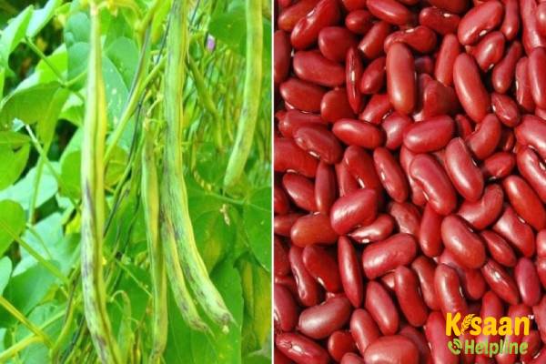 French Bean (फ्रेंच बीन) (राजमा)